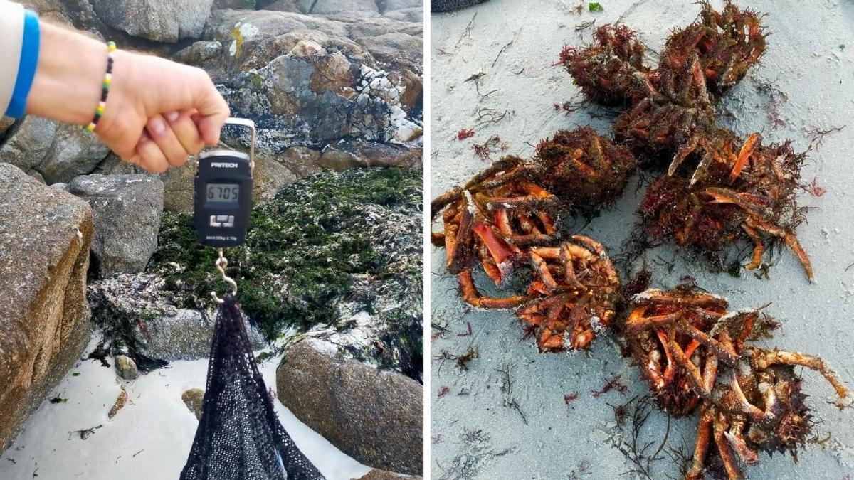 Las diez centollas interceptadas en la playa de Areíño, cerca de la ETEA.