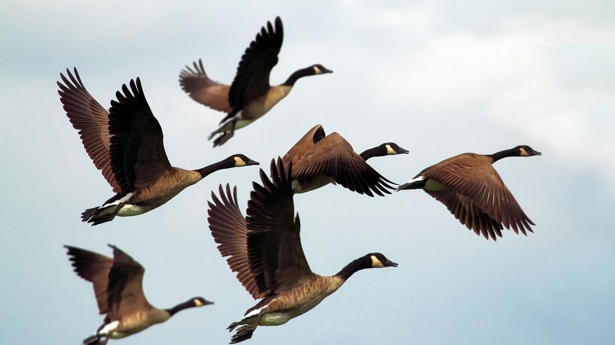 Es conocida la capacidad de las aves para orientarse utilizando el campo magnético de la Tierra. Los científicos creen que este “sexto sentido” puede desarrollarse a través de una molécula que se encuentra presente en todas las células vivas.