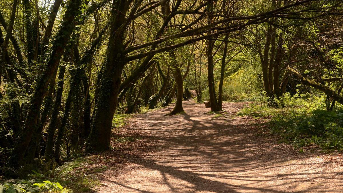 El sendero discurre a menudo protegido por la sombra de los árboles