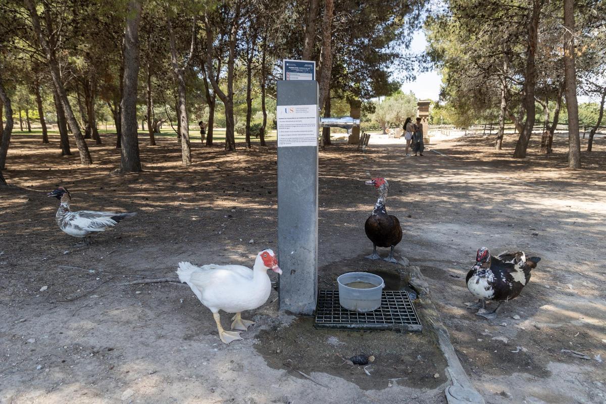 Patos, por la zona del bosque, en una imagen reciente