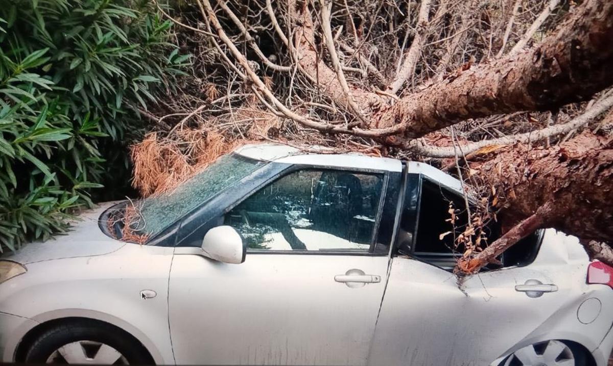 En agosto de 2022, un pino desplomado en la vía pública destrozó un coche.