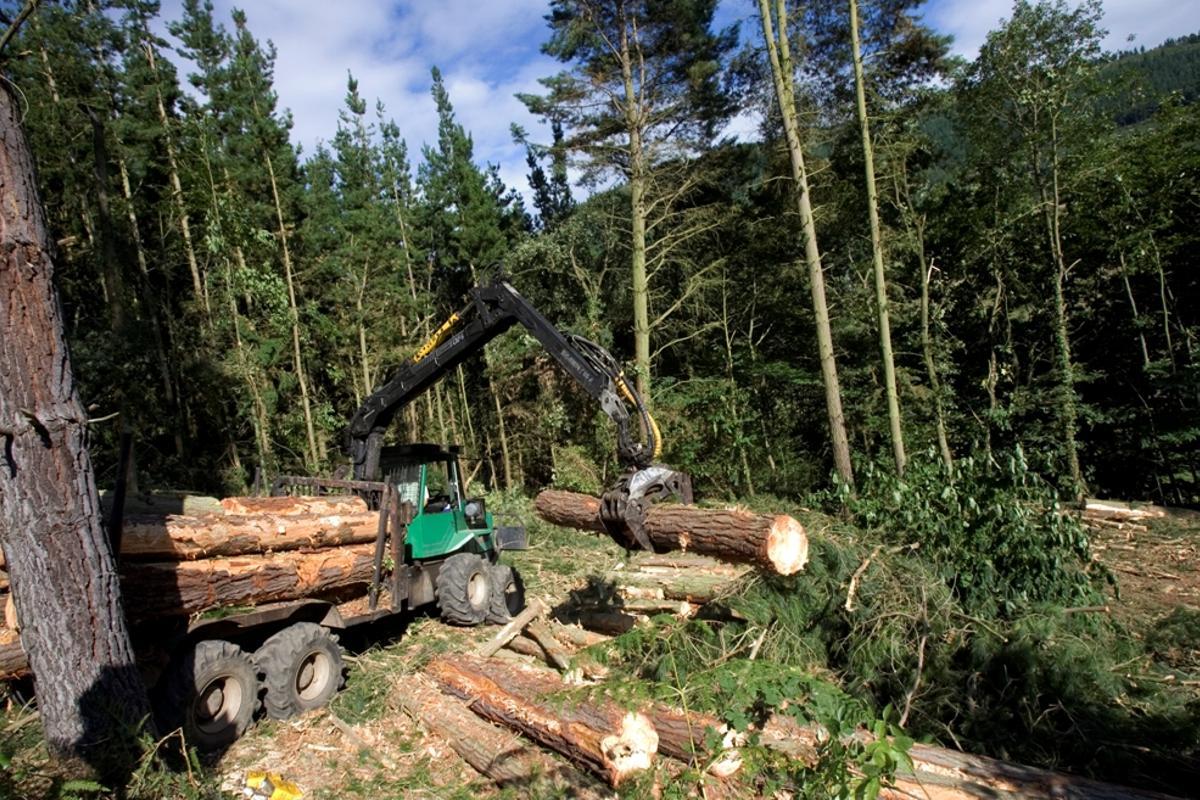 Labores de saca de madera en un monte asturiano.