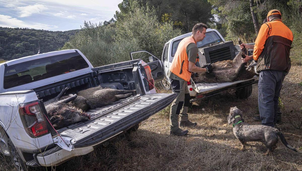 Catalunya es proposa reduir a la meitat la població de senglars