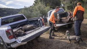 Catalunya es proposa reduir a la meitat la població de senglars