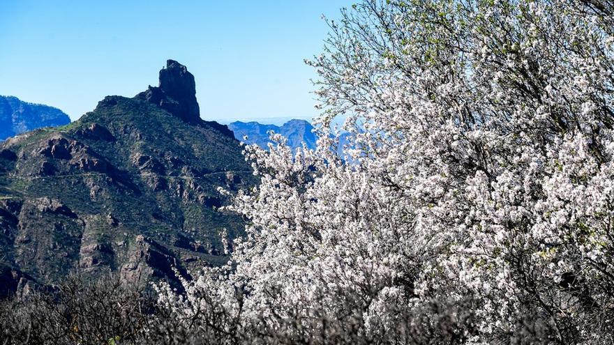 Almendros en flor en la Cumbre de Gran Canaria