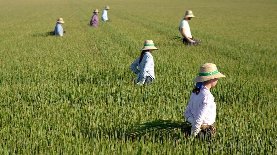 Alivio para arroz, olivar o algodón: la CHG garantiza una campaña &quot;desahogada&quot; para el regadío