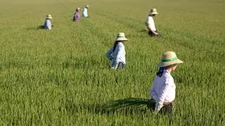 Alivio para arroz, olivar o algodón: la CHG garantiza una campaña "desahogada" para el regadío