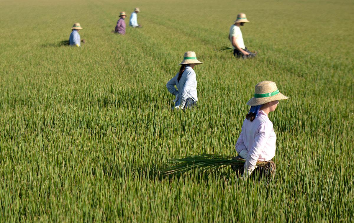 Un grupo de jornaleros en un arrozal de Isla Mayor.
