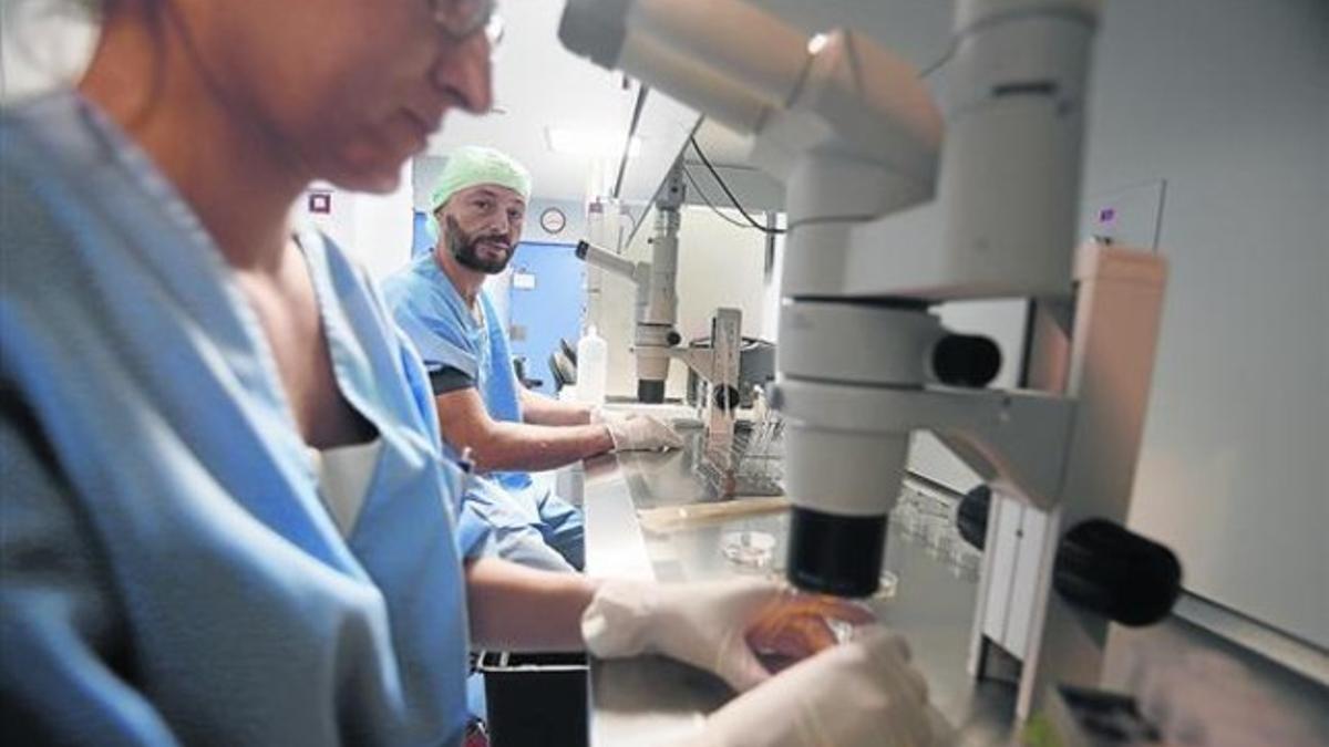 TRANSFERENCIA DE EMBRIONES. El doctor Miquel Àngel Checa, jefe de Reproducción Humana del Hospital del Mar, preparando la transferencia de embriones congelados en el laboratorio de fertilización in vitro.