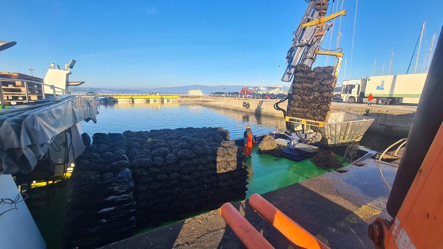 Descargas de mejillón para fresco e industria en Arousa, ayer