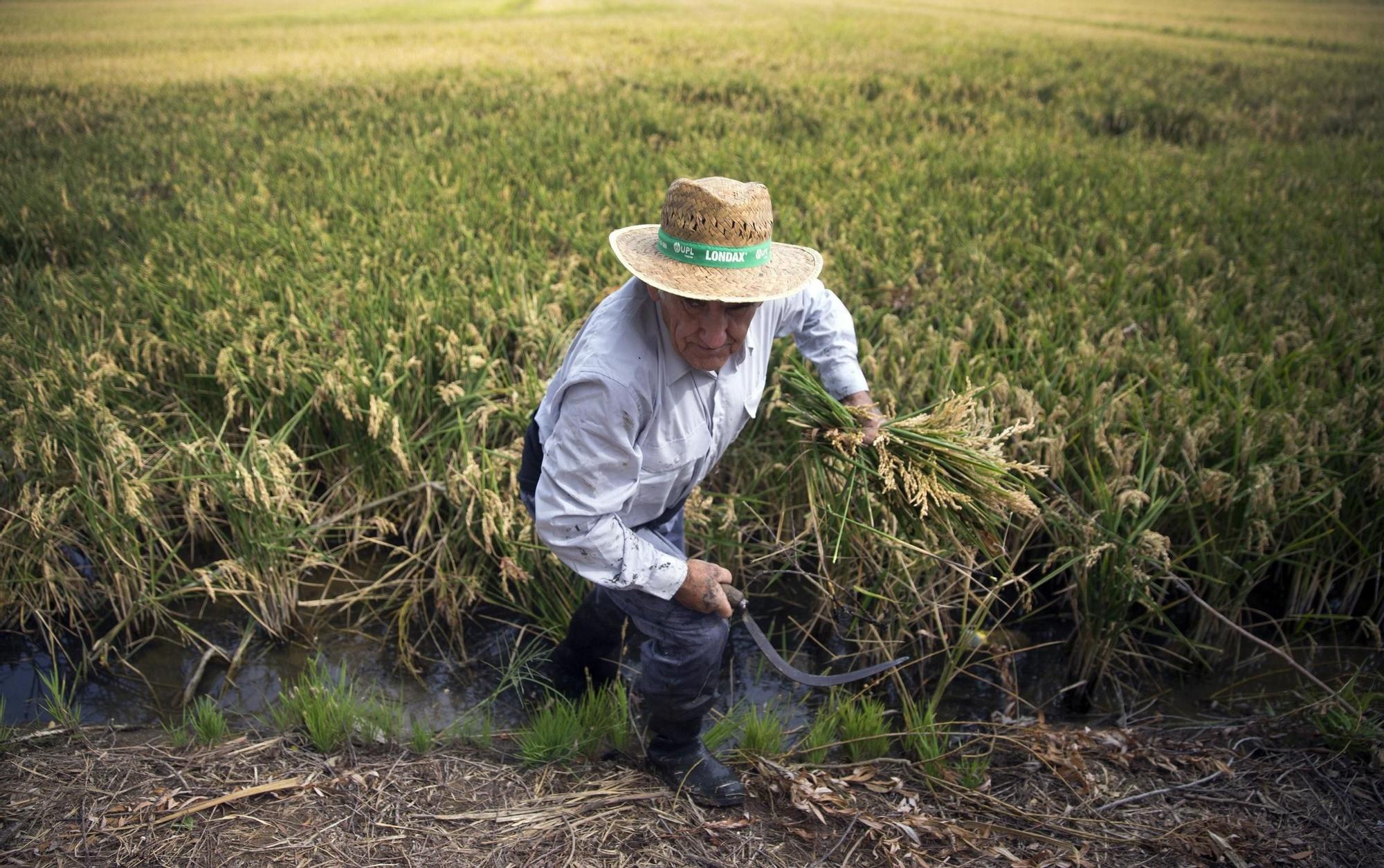 Las mejores imágenes de l'Albufera en el Día Mundial de los Humedales