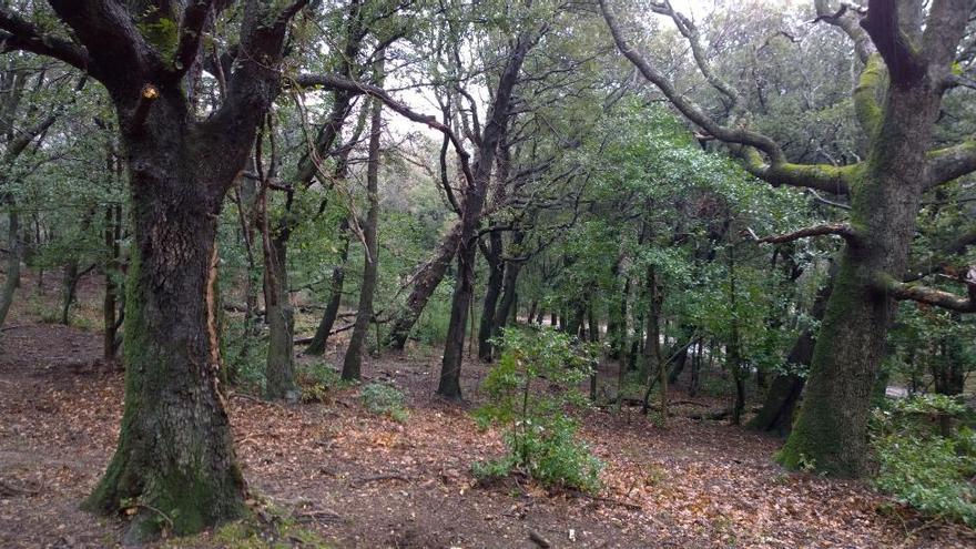 Primers banys de bosc a Requesens