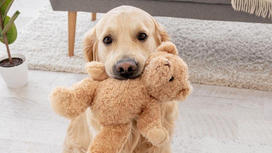 Álex Elvira, adiestrador canino, dicta sentencia sobre las cuatro mejores razas de perro para principiantes: labrador, golden, caniche y yorkshire