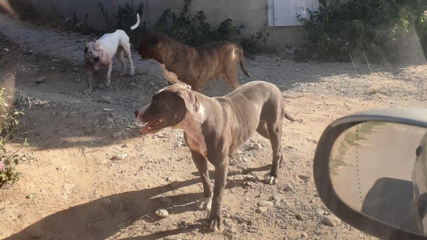 Tres perros sueltos matan a otro en Picassent