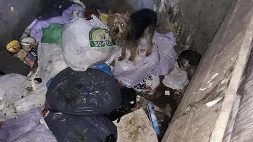 Trabajadores de la limpieza rescatan a once perros de dos contenedores soterrados