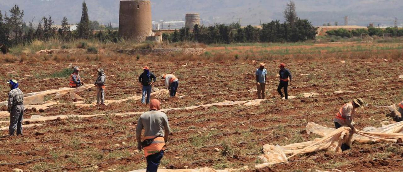 Un grupo de jornaleros trabajan en el Campo de Cartagena.