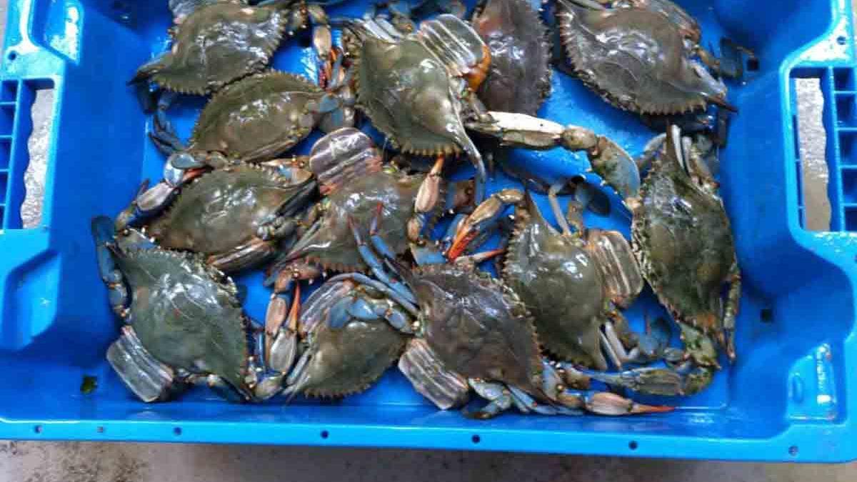 Cangrejos pescados en Guardamar