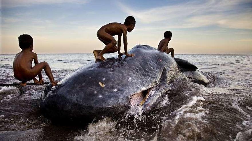 Arriba, niños jugando sobre un gran cachalote, en la isla de Lembata (Indonesia). Abajo, pescadores de Varñala (India). // Javier Teniente