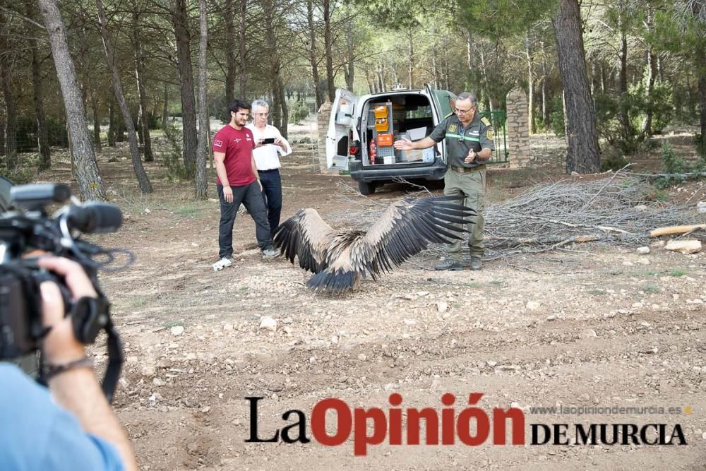 Liberan un Buitre Leonado en la Sierra de Mojantes