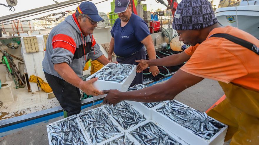 La subasta de la nueva lonja pesquera de Torrevieja se estrena con la venta de 13.000 kilos de boquerón y sardina