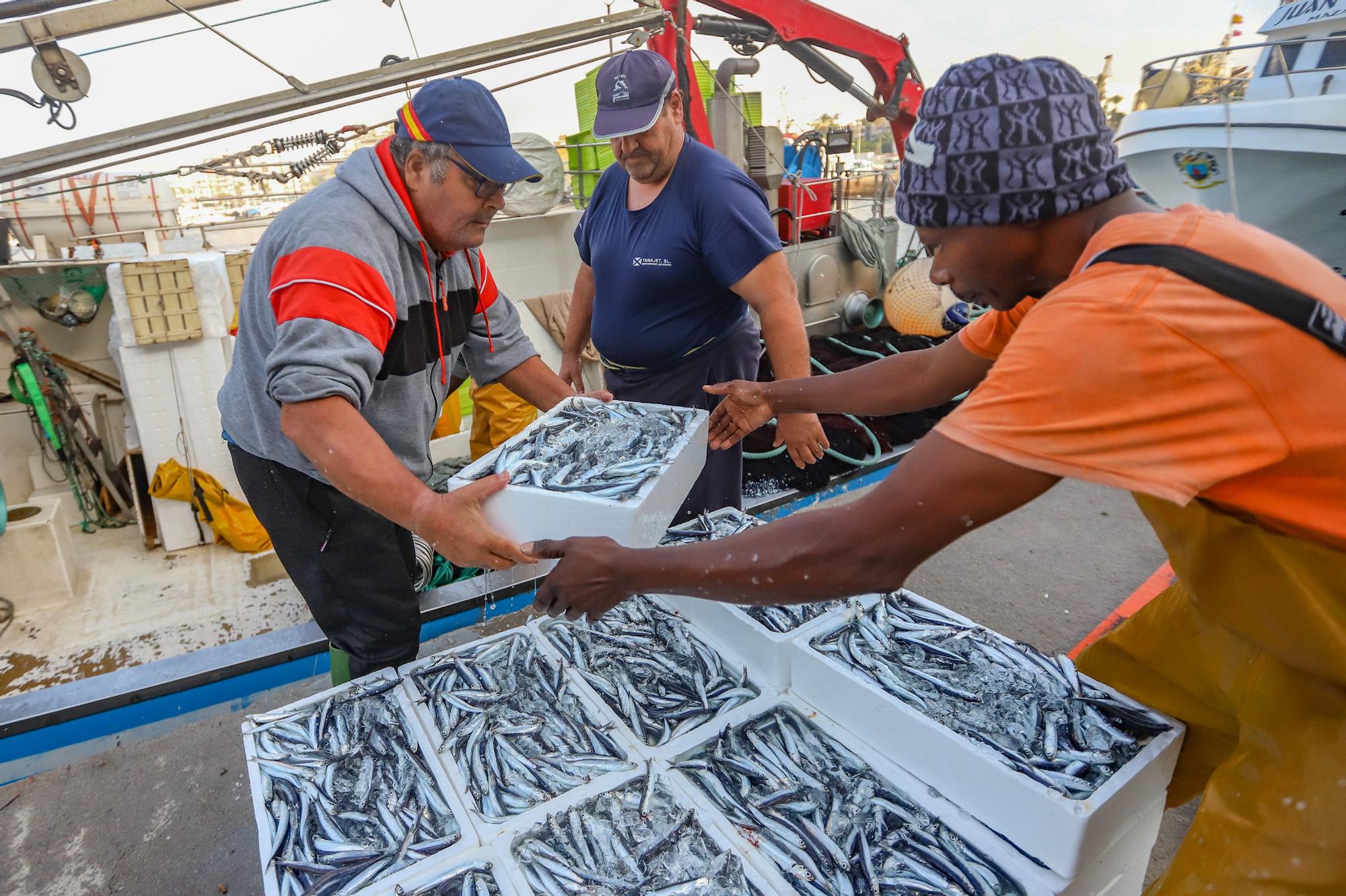 La subasta de la nueva lonja pesquera de Torrevieja se estrena con la venta de 13.000 kilos de boquerón y sardina