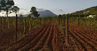 Lluca, la partida de Xàbia que esquivó mil chalés y donde ahora resurgen las viñas