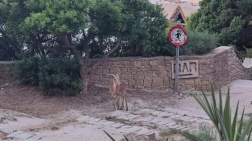 Aparece un arruí norteafricano junto a la Muralla Roja de Calp