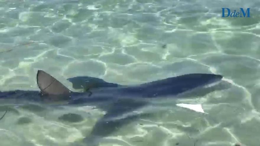 Pánico por un tiburón en una playa de Mallorca