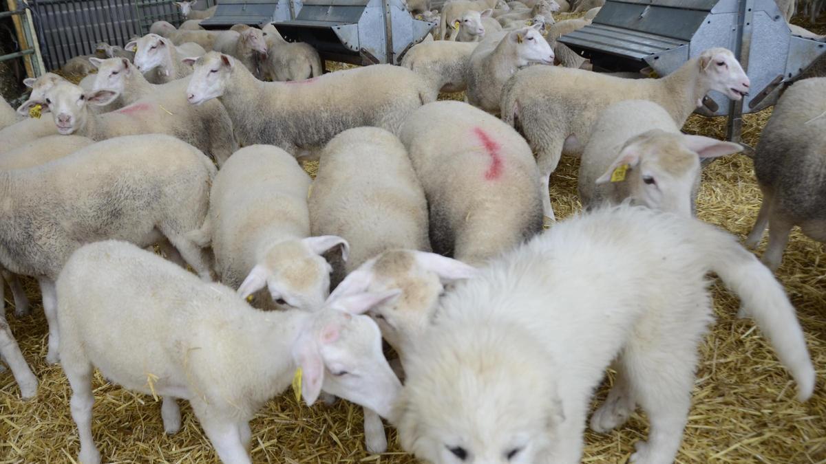 Ovelles d'un dels ramats atacats al Solsonès amb un mastí