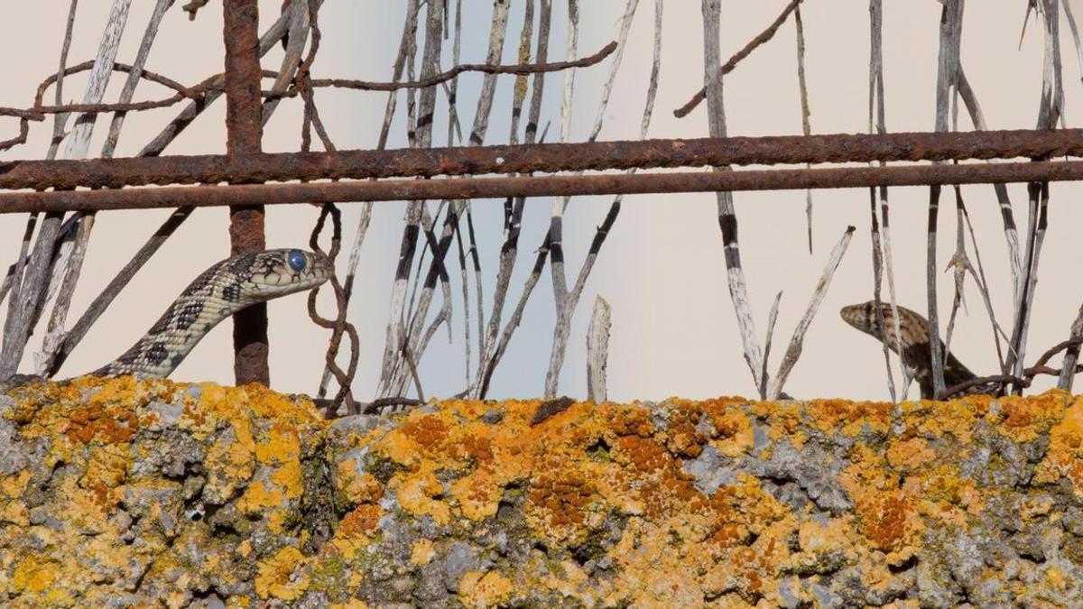 Una serpiente acecha a una lagartija en el Parque Natural de ses Salines, en 2022.