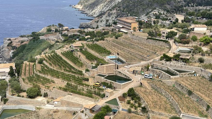 Este es el vino que permite preservar el paisaje agrario de Banyalbufar