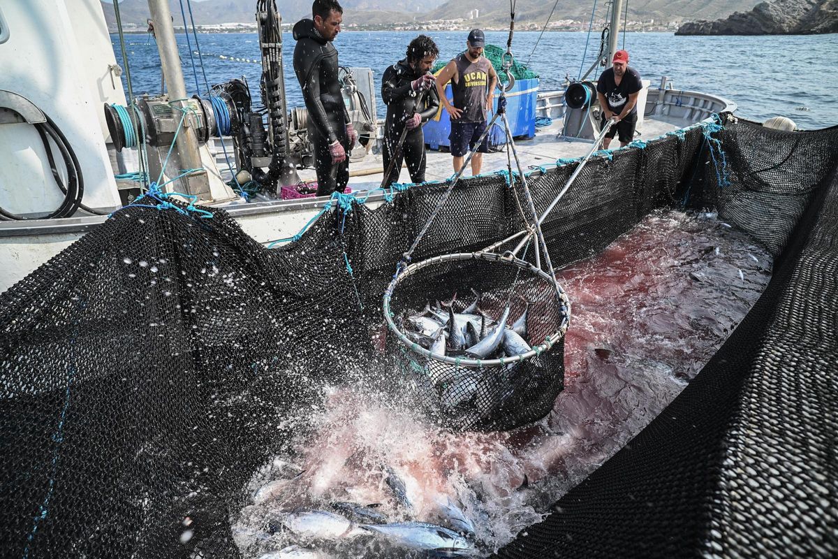 El momento en el que se recoge el pescado del mar.