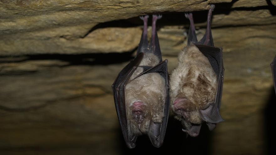 El murciélago, el mamífero más desconocido, suma unas 20 especies en las Rías Baixas