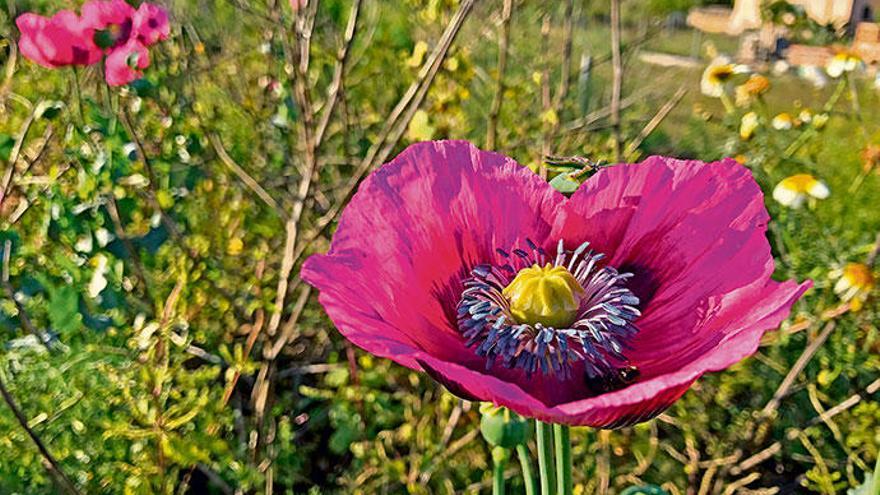 Gut sichtbar in der Mitte der Schlafmohn-Blüte: die gelbe Narbe des Fruchtknotens, auf der die Pollenkörner keimen.