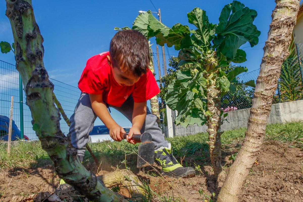 Un niño cava en un huerto del CRA de Meis.