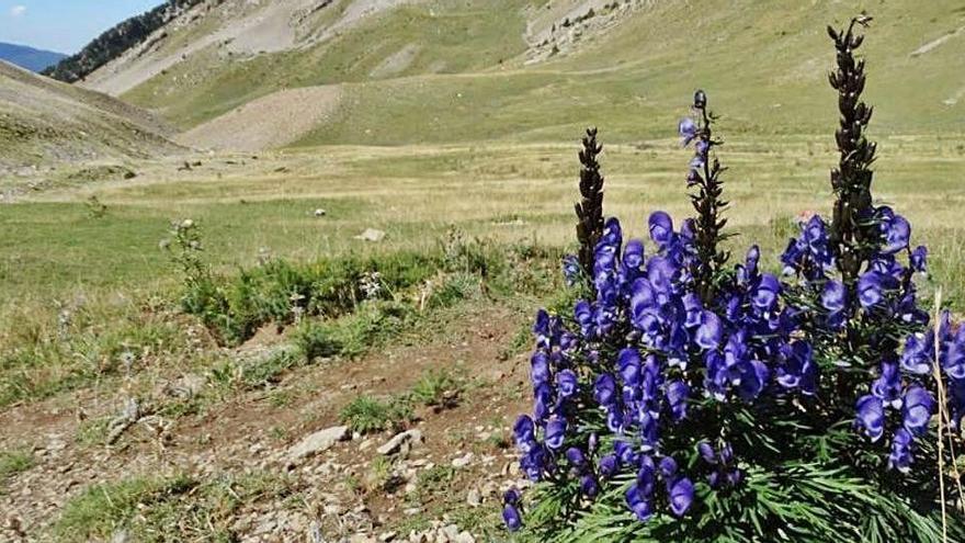 La tora blava en un dels prats alts de la serralada del Cadí-Moixeró