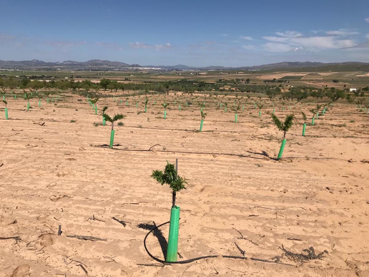 Las nuevas plantaciones de riego por goteo esquilman los acuíferos de Castilla-La Mancha y la Región de Murcia.