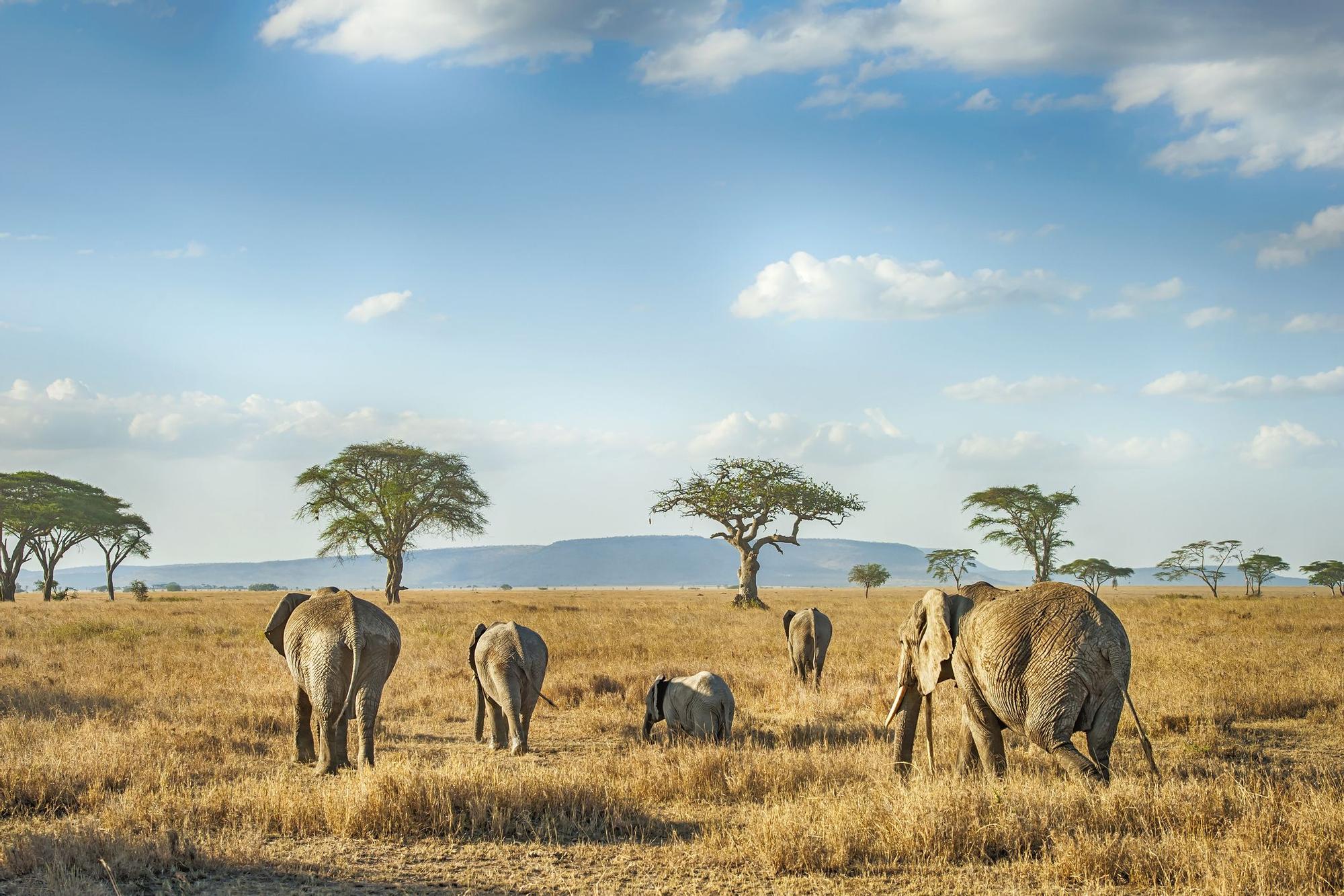 Durante los safaris se presentarán ante ti todas las maravillas de la naturaleza