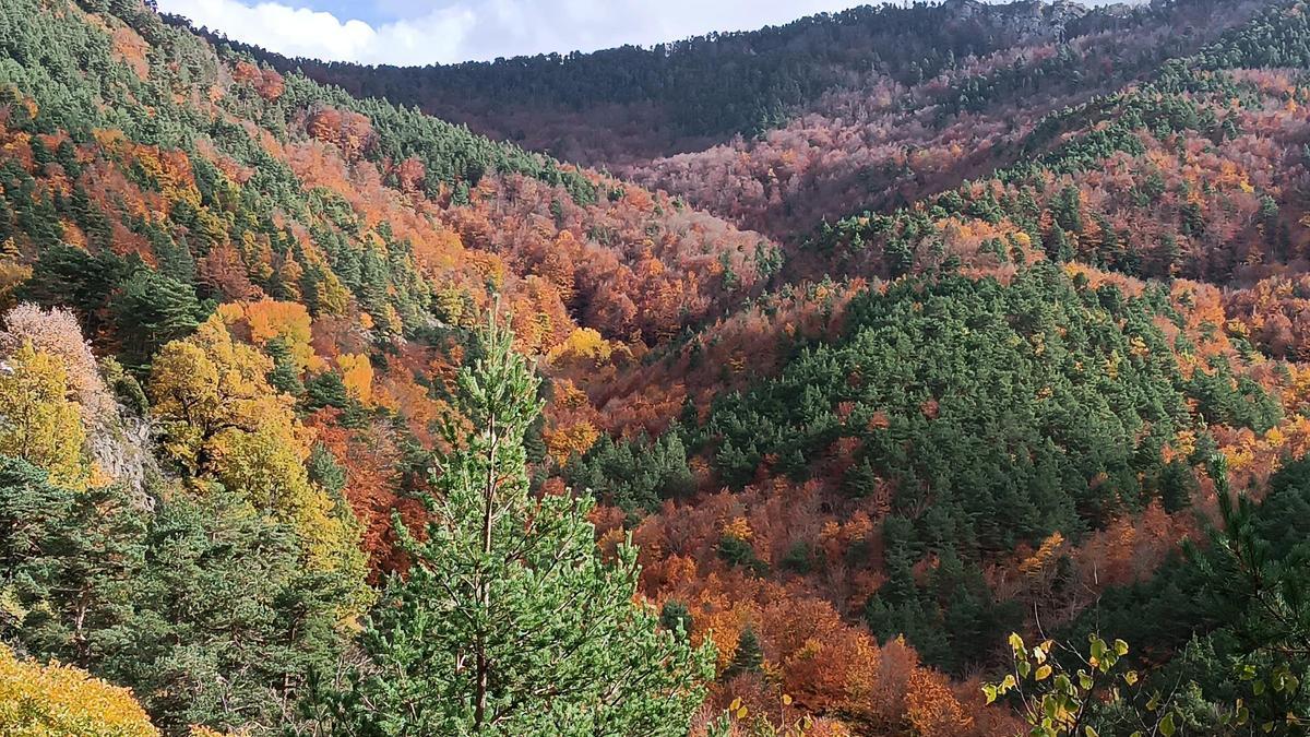 Hayedo de Gresolet, en el Cadí.