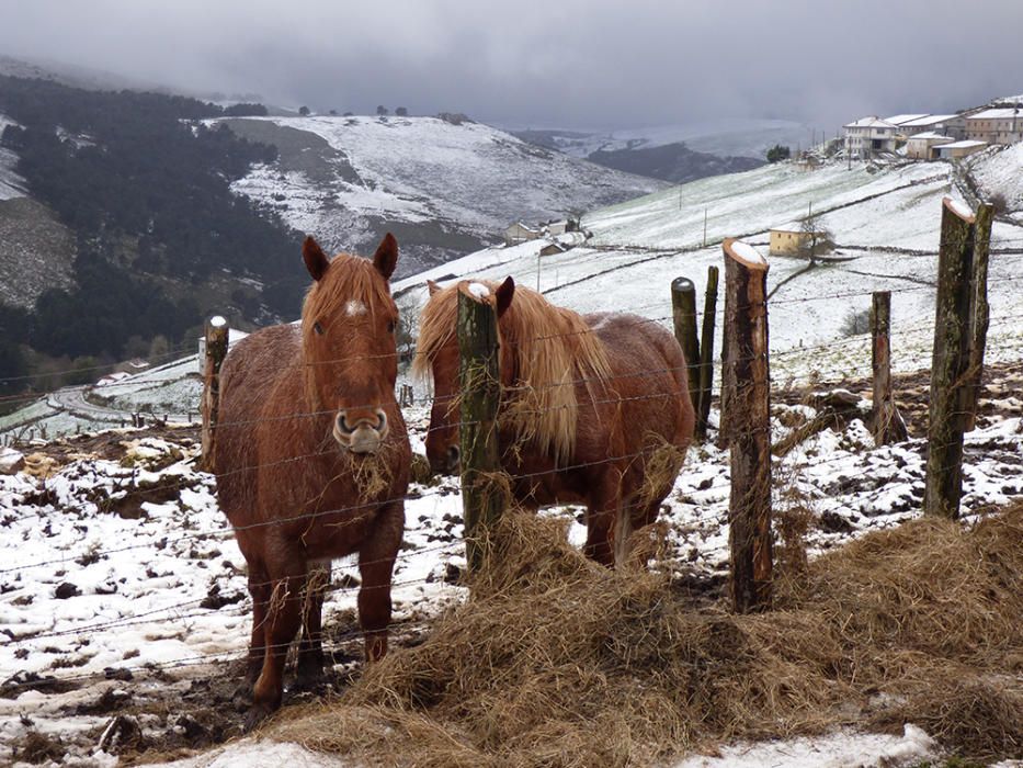 Caballos comiendo hierba en Las Tabiernas, en Tineo