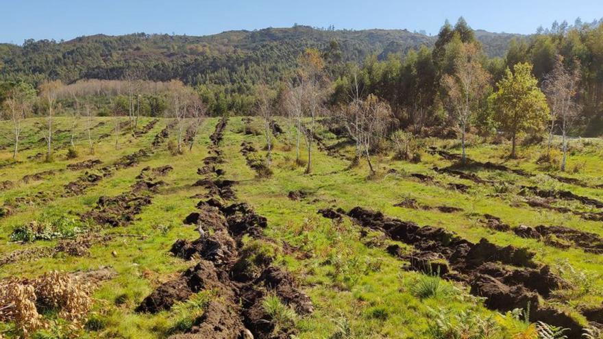Plantación de nuevos árboles en Borela. |   // FDV