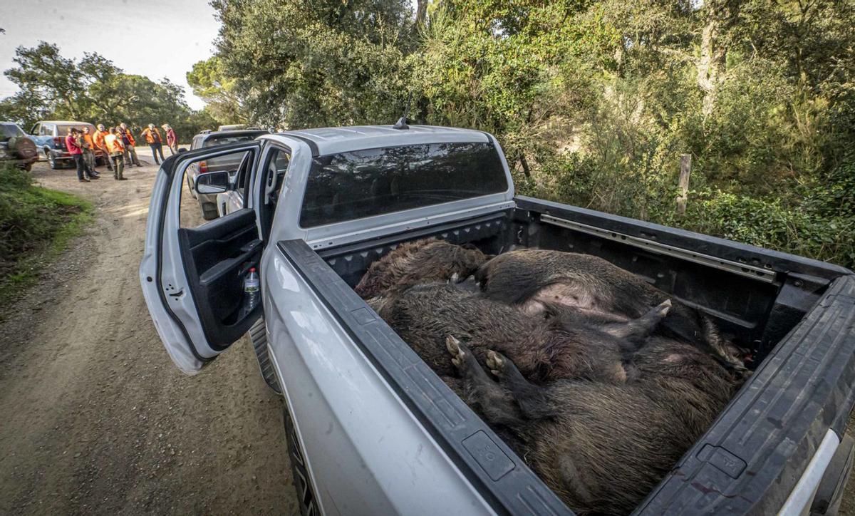 Els científics neguen la superpoblació general de senglars i reclamen un cens