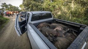 Els científics neguen la superpoblació general de senglars i reclamen un cens