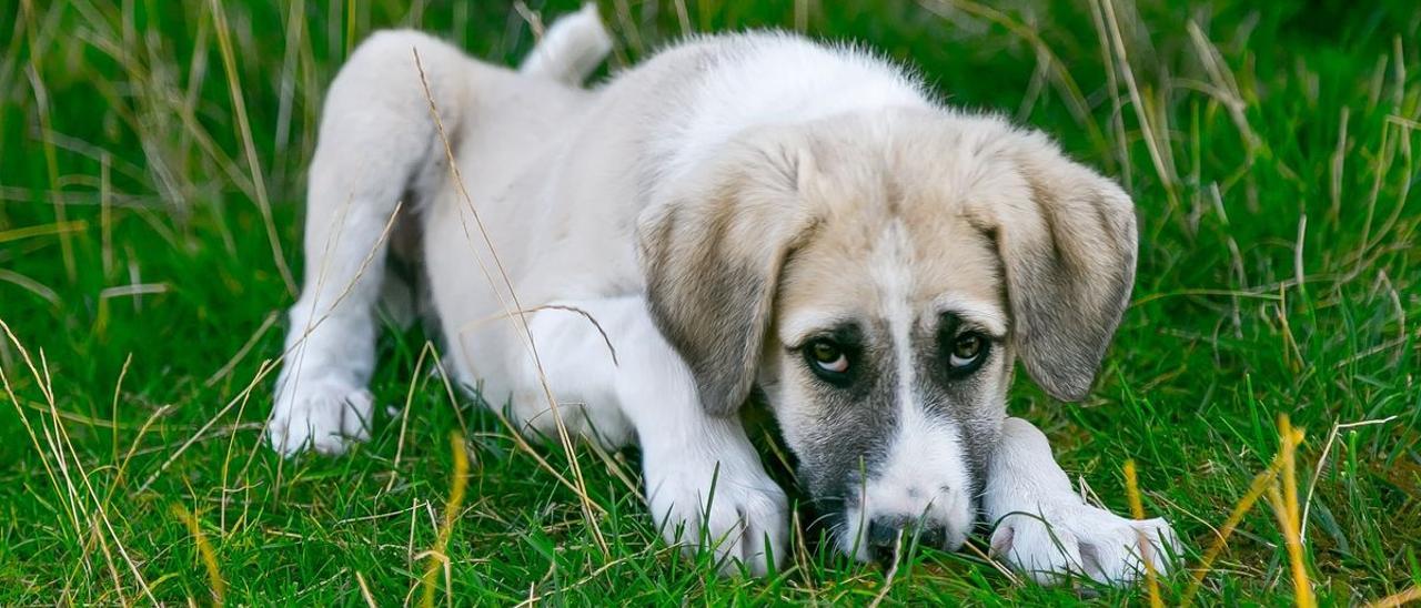 Un perro enfermo y decaído