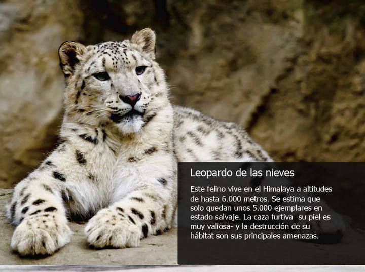 leopardo.jpg