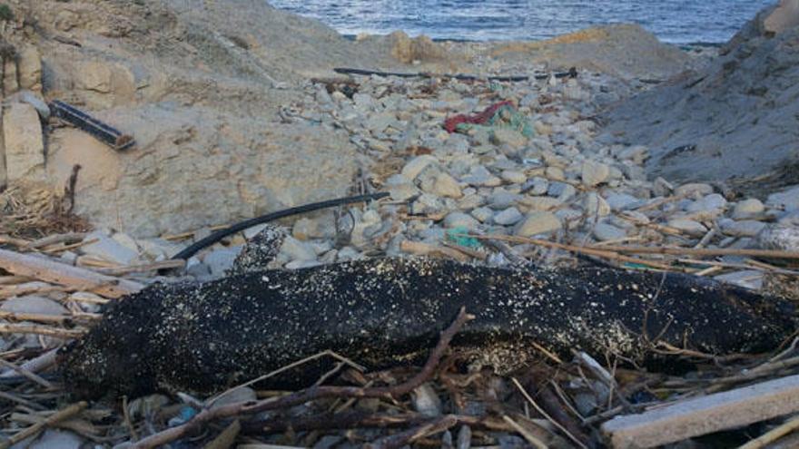 Los cadáveres de un delfín y de varias aves se pudren en la cala de la Sardinera de Xàbia