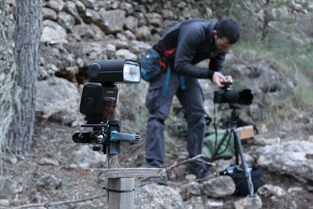 Fotograf Oliver Martínez gelingt Foto von Ginsterkatze