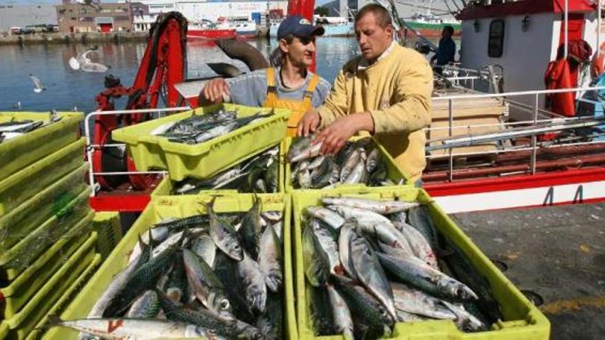 Descarga de sardinas en un puerto gallego. / jesús de arcos