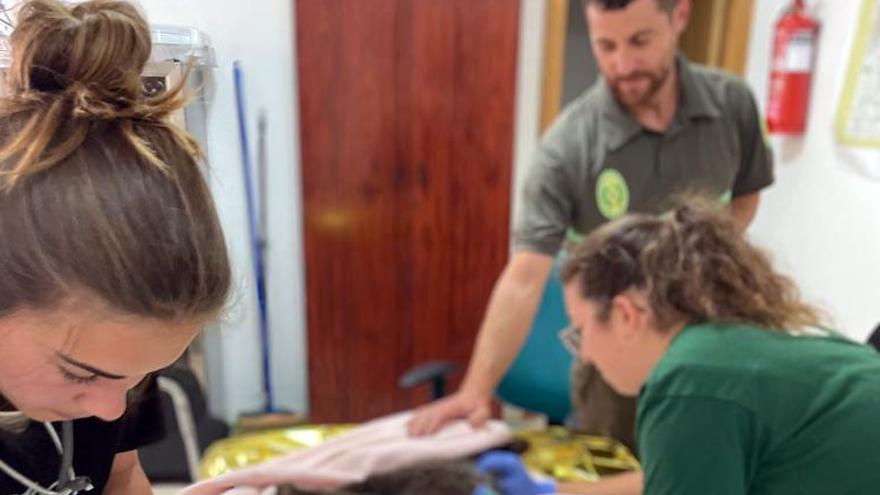 Especialistas del Centro de Recuperación de Animales Silvestres de Valladolid atienden al osezno.