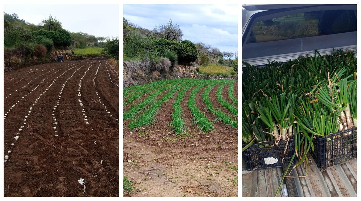 Huerto en el que se cultivan los calçots que posteriormente se sirven en el restaurante de Culla.